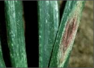 PURPLE BLOTCH.png