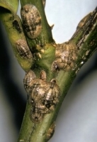 Scale Insects