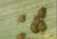 aphids.png