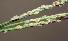 Aphids