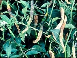 fruit_root_and_die_back chilly.jpg