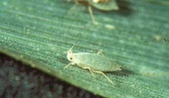 Aphids