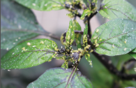 aphids.png