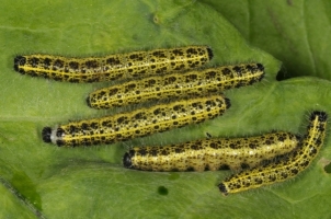 Hairy Caterpillar