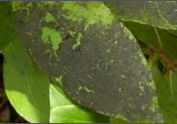 leaf mould.png