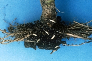 Root Damaging Insects