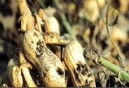Collar Rot and Seed Rot
