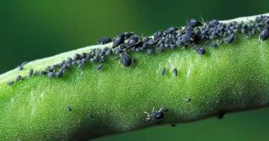 Sucking pest (jassid,aphid,white fly)