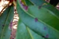 Leaf Spot