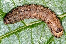 Cutworms