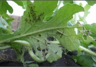 APHIDS AND THRIPS.png