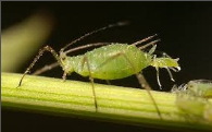 aphids.png
