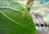 aphids and thrips.png