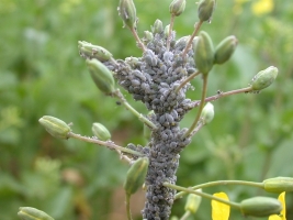 Aphids