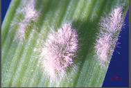Powdery Mildew