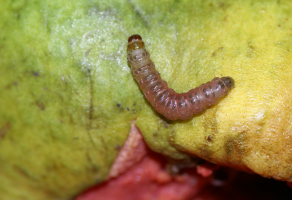 guava shoot borer.jpg