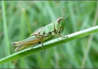 grass hoppers.png