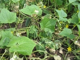 Bacterial_Wilt_of_Cucumber.jpg