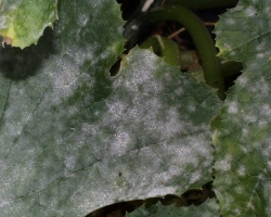 Powdery Mildew