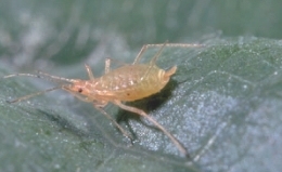 Aphids