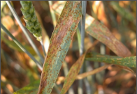 brown rust.png