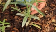 powdery mildew.png