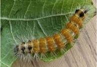 hairy caterpillar.png