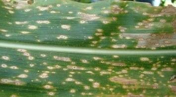 Maydis leaf blight