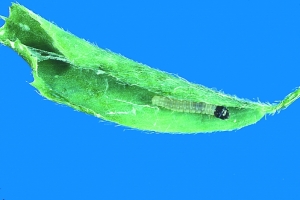Mint Leaf Roller