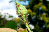 thrips.png