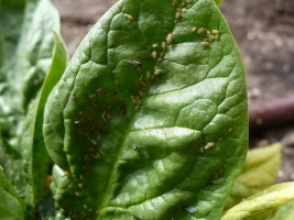 Aphids