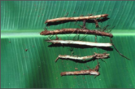 nematode.png