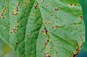 Leaf Blight