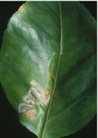 Leaf Miner