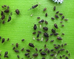 Banana Aphid