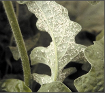 whitefly.png