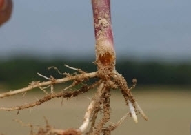 root borer sugarcane.jpg