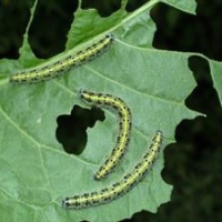 Leaf Eating Caterpillar