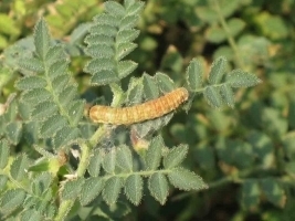 चना फली छेदक