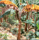 fusarium wilt.png