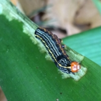 Lily Caterpillar