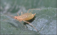 aphids.png