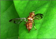 fruit fly.png