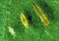 thrips.png