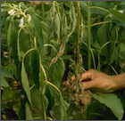 Root Rot
