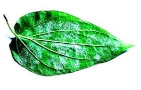 powdery mildew.jpg