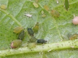 Aphids and Thrips