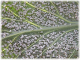 Thrips and White Fly
