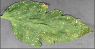thrips.png