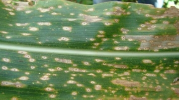 Maydis Leaf Blight